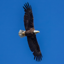 Bald Eagle on Lake Siskiyou-02
