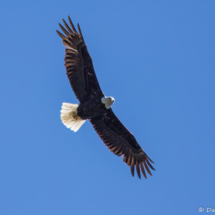 Bald Eagle on Lake Siskiyou-03