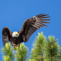 Bald Eagle on Lake Siskiyou-04