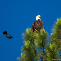 Bald Eagle on Lake Siskiyou-05