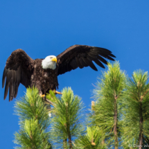 Bald Eagle on Lake Siskiyou-06