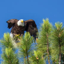 Bald Eagle on Lake Siskiyou-07