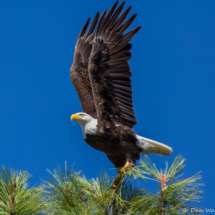 Bald Eagle on Lake Siskiyou-08