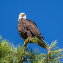 Bald Eagle on Lake Siskiyou-09