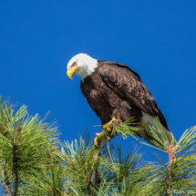 Bald Eagle on Lake Siskiyou-10