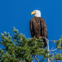 Bald Eagle on Lake Siskiyou-11