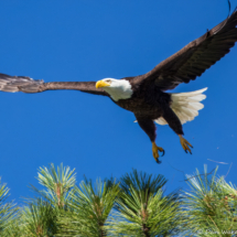 Bald Eagle on Lake Siskiyou-12