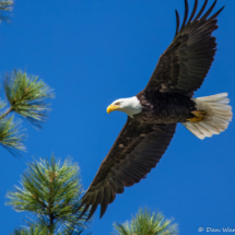 Bald Eagle on Lake Siskiyou-13