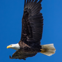 Bald Eagle on Lake Siskiyou-14
