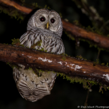 Barred Owl-01