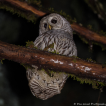 Barred Owl-02