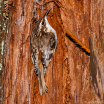 Brown Creeper-01