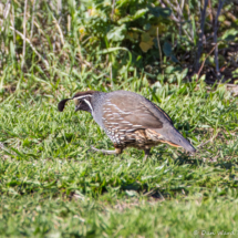 California Quail-01