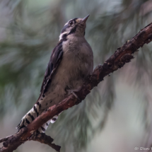 Downy Woodpecker-01