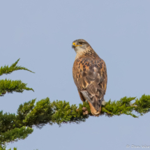 Ferruginous Hawk-01