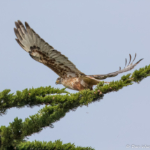 Ferruginous Hawk-02