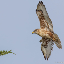 Ferruginous Hawk-03