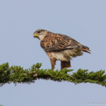 Ferruginous Hawk-04