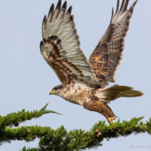 Ferruginous Hawk-05