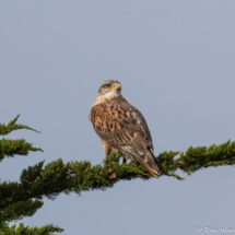 Ferruginous Hawk-06