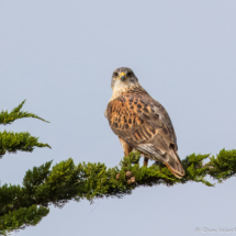 Ferruginous Hawk-07