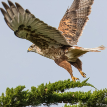 Ferruginous Hawk-08