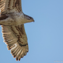 Ferruginous Hawk-09