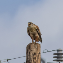 Ferruginous Hawk-10