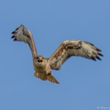 Ferruginous Hawk-11