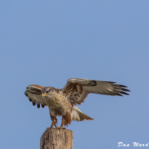 Ferruginous Hawk-12