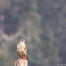 Ferruginous Hawk-13