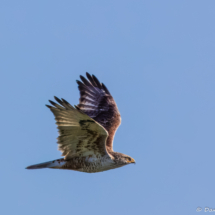 Ferruginous Hawk-14