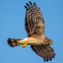 Northern Harrier-02