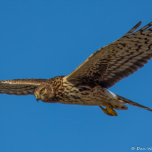 Northern Harrier-03