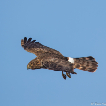 Northern Harrier-04