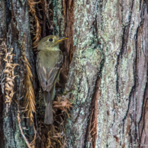 Pacific Slope Flycatcher-03