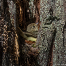 Pacific Slope Flycatcher-04