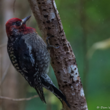 Red-breasted Sapsucker-01