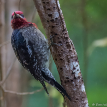 Red-breasted Sapsucker-02