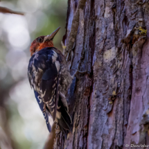 Red-breasted Sapsucker-04
