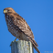 Red-shouldered Hawk-01