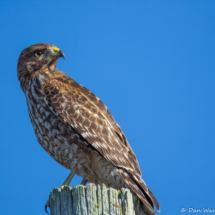 Red-shouldered Hawk-02