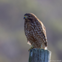 Red-shouldered Hawk-03