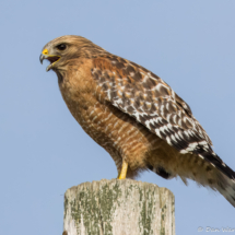 Red-shouldered Hawk-05