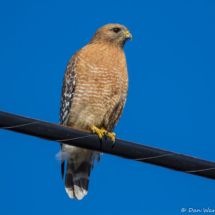 Red-shouldered Hawk-06