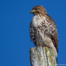 Red-shouldered Hawk-07