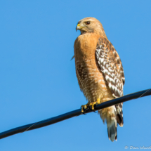 Red-shouldered Hawk-08