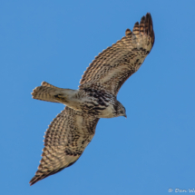 Red-tailed Hawk-01