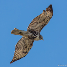 Red-tailed Hawk-01