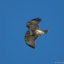 Red-tailed Hawk-02